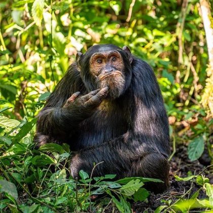 O grande vencedor será revelado em uma cerimônia especial em 10 de dezembro. (Imagem: reprodução instagram @comedywildlifephoto)