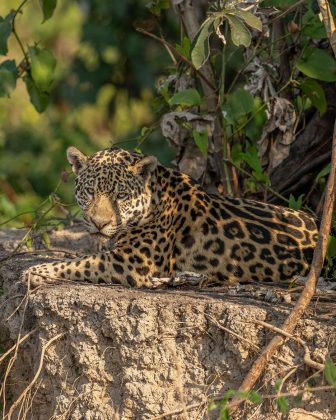 A preservação do Pantanal é crucial para o equilíbrio ecológico da região (Imagem: reprodução Instagram)