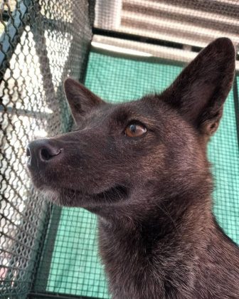 Pesquisadores documentaram o primeiro caso de hibridização entre um cão doméstico e uma raposa-do-campo. (Imagem: Instagram)