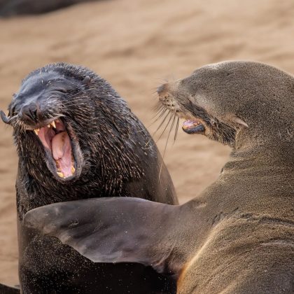 Entre os destaques, estão um casal de leões em uma discussão animada. (Imagem: reprodução instagram @comedywildlifephoto)