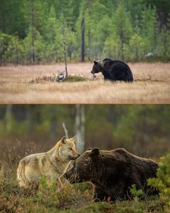 Durante dez dias, o lobo e o urso foram vistos caçando e compartilhando alimentos. (Imagem: instagram @lassi.rautiainen)