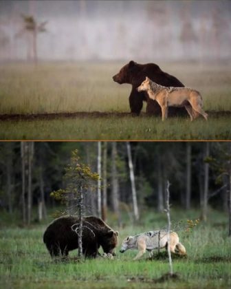 Esses dois predadores geralmente são adversários, mas formaram um vínculo incomum. (Imagem: instagram @lassi.rautiainen)