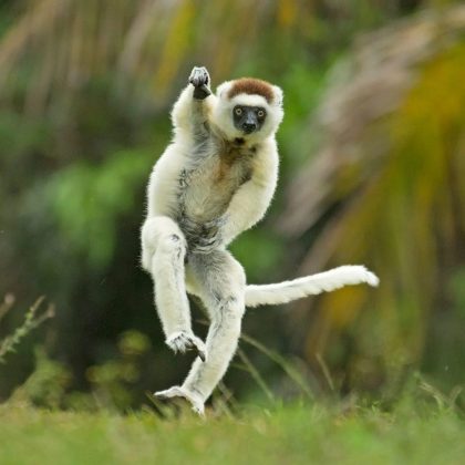 O concurso divulgou os finalistas da edição de 2024. (Imagem: reprodução instagram @comedywildlifephoto)