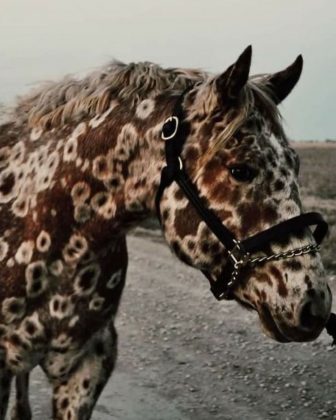 Cães da raça Dachshund estão entre os mais propensos a desenvolver vitiligo. (Imagem: reprodução instagram)