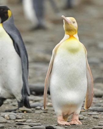 O pinguim de cor dourada se destacou em meio a aves de coloração escura. (Imagem: instagram @yves_adams)