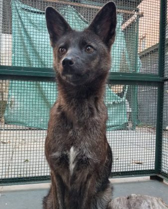 O animal apresentava características tanto de cães quanto de canídeos selvagens, intrigando os pesquisadores. (Imagem: Instagram)