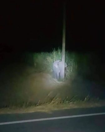 Um bebê elefante foi flagrado se deliciando com cana-de-açúcar na Tailândia. (Imagem: instagram)