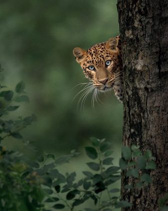 Shaaz Jung também é proprietário do Bison Kabini, conhecido por safáris de observação de animais. (Imagem: Instagram)