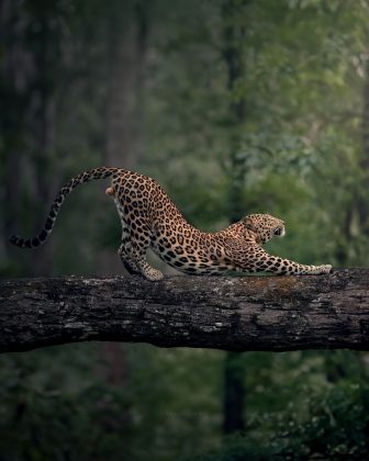 As fotos de Shaaz revelam a rotina e os comportamentos naturais do leopardo indiano. (Imagem: Instagram)