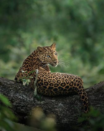 A região de Kabini abriga diversos animais selvagens e é fundamental para o turismo sustentável. (Imagem: Instagram)