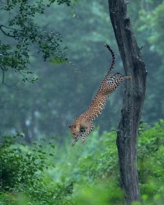 O fotógrafo Shaaz Jung capturou imagens incríveis do leopardo indiano em safáris na Índia. (Imagem: Instagram)