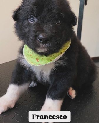 A incrível ninhada de Joinville se tornou uma história inspiradora de amor animal. (Imagem: Instagram)