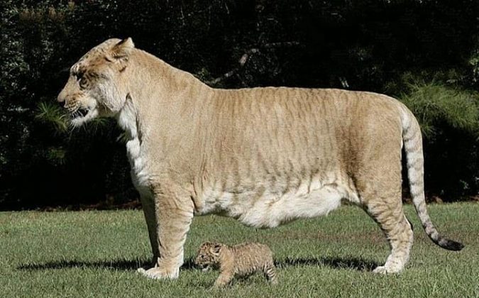 Os tigres vivem nas florestas asiáticas. (Imagem: instagram)