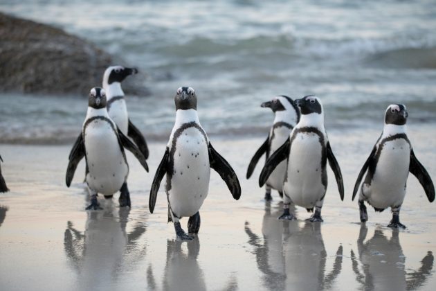 Uma pesquisa revelou que os pinguins-de-barbicha conseguem acumular até 11 horas de sono ao longo do dia (Foto: Pexels)