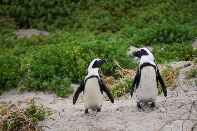 Os pesquisadores acompanharam o sono de 14 pinguins (Foto: Pixabay)