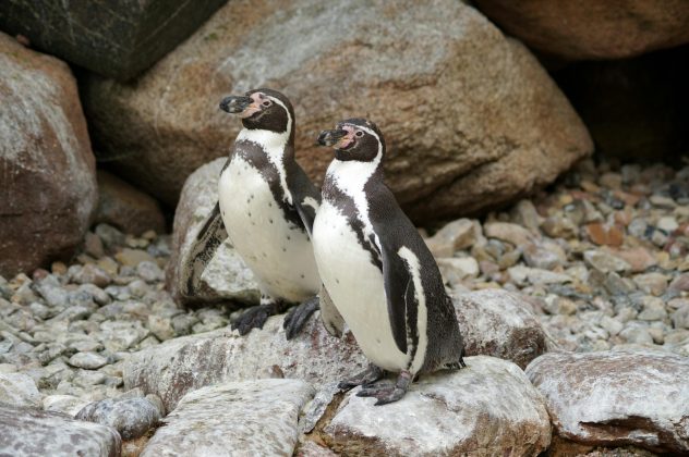 O mistério por trás dos pinguins que tiram 10 mil cochilos por dia (Foto: Pexels)