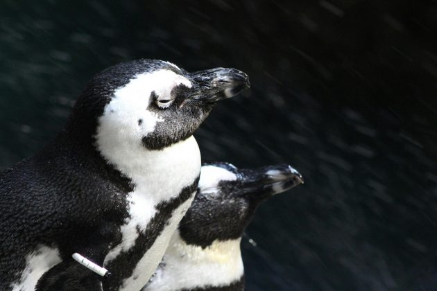 A pesquisa revelou que o sono dos pinguins-de-barbicha era altamente fragmentado (Foto: Pexels)