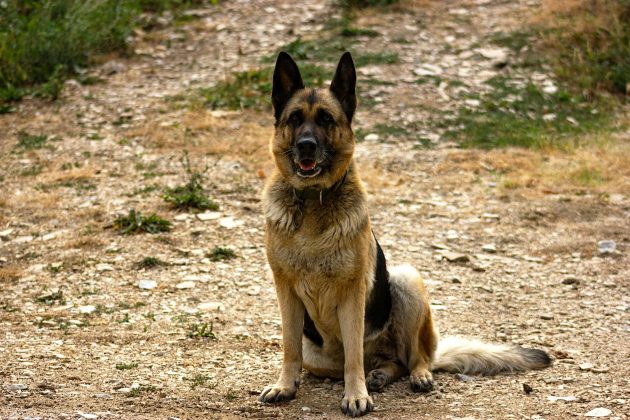 Caso um cão seja maltratado, isso configuraria uma violação da cadeia de comando (Foto: Pexels)