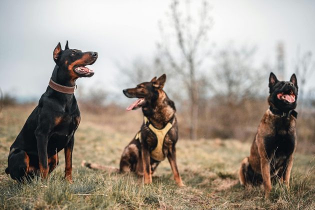 Esses cães atuam em operações militares ou policiais (Foto: Pexels)