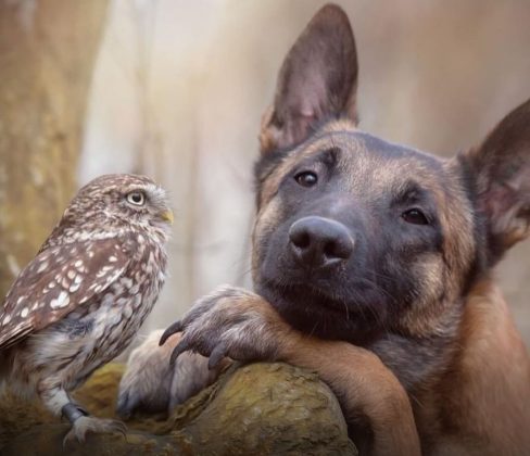 Fotos que mostram a amizade de cachorro e coruja viralizaram na web (Reprodução/ Instagram/@tanja_brandt)