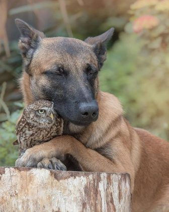 Fotógrafa registra amizade entre cachorro e coruja (Reprodução/ Instagram/@tanja_brandt)