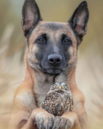 As imagens transmitem a beleza e a conexão entre os dois animais (Reprodução/ Instagram/@tanja_brandt)