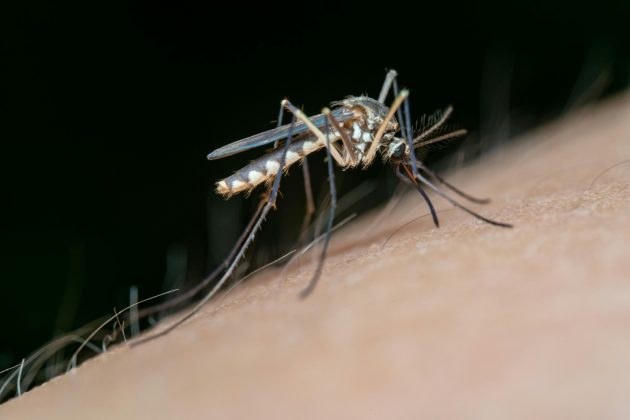 Os cientistas identificaram neurônios sensíveis ao calor nas antenas dos mosquitos, que são ativados pela radiação infravermelha (Foto: Pexels)