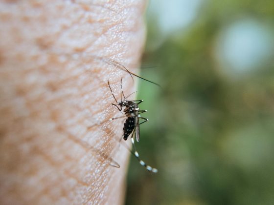 Essa descoberta pode levar ao desenvolvimento de novas estratégias de combate às doenças transmitidas pelos mosquitos (Foto: Pexels)