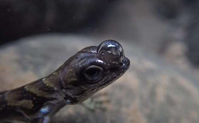 Cientistas da Universidade de Binghamton descobriram que o lagarto Anolis aquaticus cria uma bolha especial com suas narinas (Foto: Reprodução/YouTube/Lindsey Swierk)