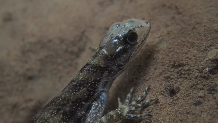 A pesquisa continua, explorando o uso das bolhas como uma “guelra física” para capturar oxigênio (Foto: Reprodução/YouTube/Lindsey Swierk)Lindsey Swierk)