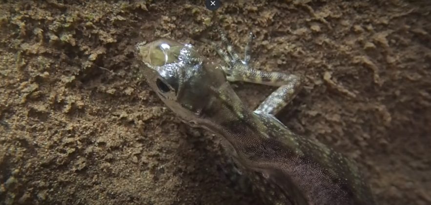 Experimentos mostraram que as bolhas ajudam na respiração, permitindo que o lagarto permaneça submerso por mais de 20 minutos (Foto: Reprodução/YouTube/Lindsey Swierk)Lindsey Swierk)