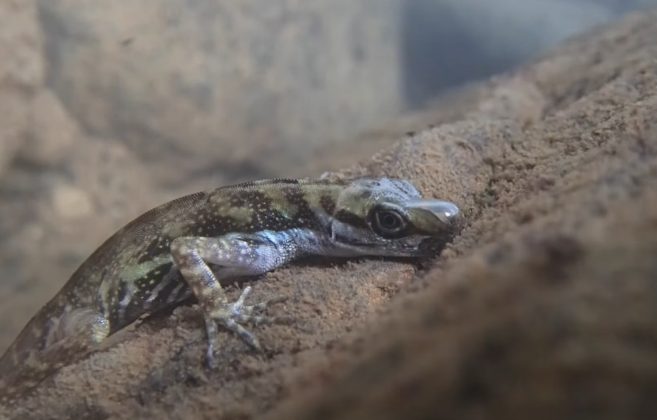 Lagarto mergulhador usa truque 'secreto' para respirar debaixo d'água e escapar de predadores (Foto: Reprodução/YouTube/Lindsey Swierk)