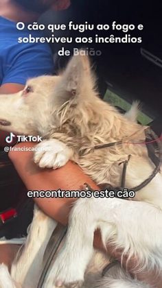 A incrível vontade de viver do cãozinho o fez resistir ao fogo andar cerca de 30 km (Foto: Reprodução/TikTok/@franciscaconde)