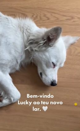 O cão pertencia a uma mulher que, ao ser contatada, rejeitou o animal (Foto: Reprodução/TikTok/@franciscaconde)