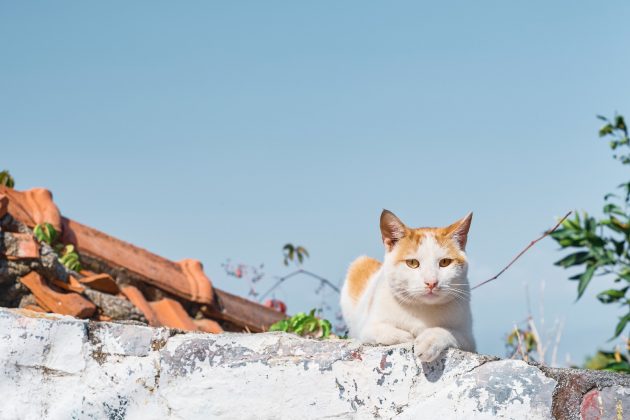 Aoshima se tornou um refúgio felino a partir dos anos 1940 (Foto: Freepik)