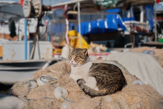 Aoshima oferece uma experiência encantadora com sua simplicidade e beleza felina (Foto: Freepik)