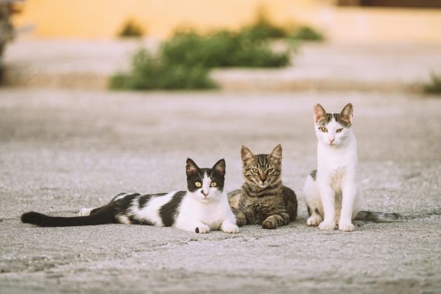 A ilha de Aoshima, no Japão, tem mais de 200 gatos e menos de 15 humanos (Foto: Pexels)