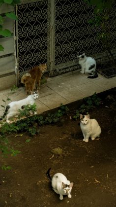 Você sabia? Existe uma ilha no Japão que possui mais gatos do que pessoas (Foto: Pexels)