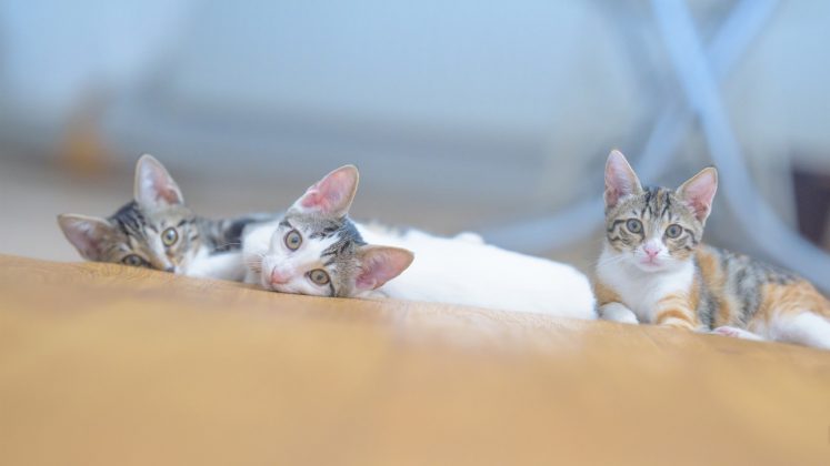 Ao chegar em Aoshima, os visitantes são calorosamente recebidos pelos gatos (Foto: Freepik)