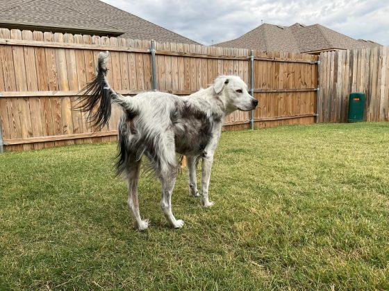 O cachorro Buster em outubro de 2023 (Foto: Reprodução/Reddit/TallyMatty)