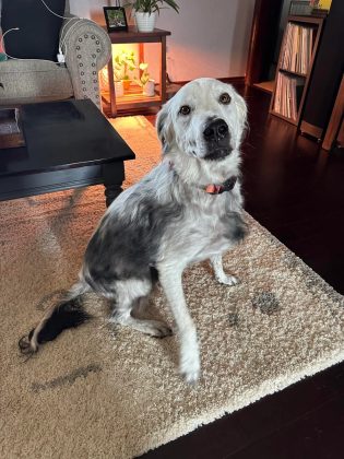 O cachorro Buster em agosto de 2023 (Foto: Reprodução/Reddit/TallyMatty)