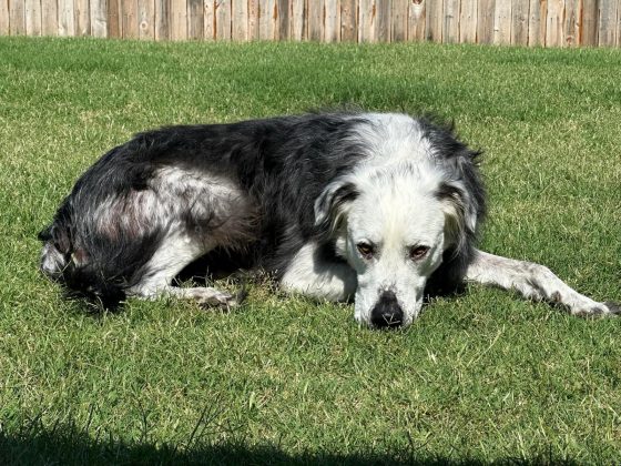 O cachorro Buster em junho de 2023 (Foto: Reprodução/Reddit/TallyMatty)