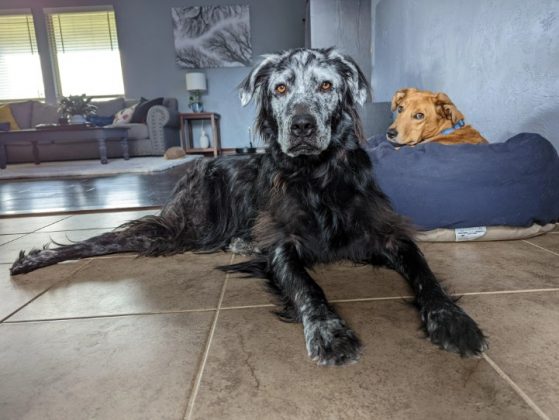 O cachorro sofreu mudanças na coloração do seu pelo por conta do vitiligo - Buster em agosto de 2022 (Foto: Reprodução/Reddit/TallyMatty)