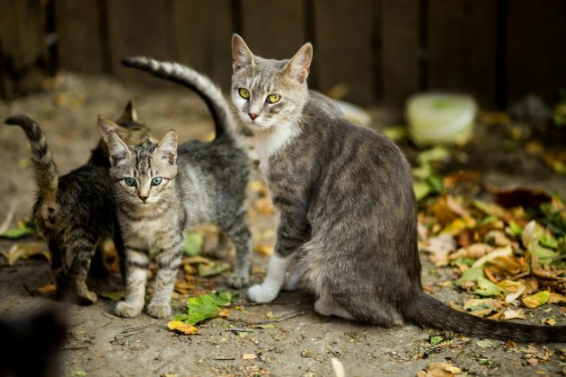 A tradição das sete vidas provavelmente chegou ao Brasil através da Península Ibérica (Foto: Pexels)