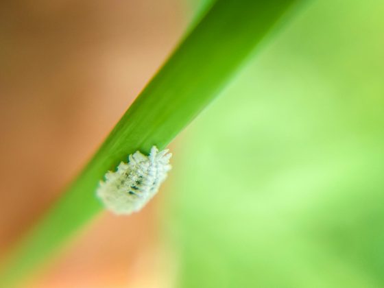 Esses insetos, conhecidos como cochonilhas, vivem em cactos na América Latina (Foto: Pexels)