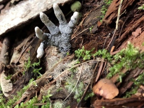 Os fungos “dedos de morto” (Xylaria polymorpha) se assemelham a dedos de cadáver em decomposição que emergem do solo (Foto: Reprodução/Instagram)