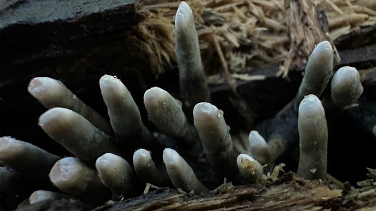 Fungo "dedos de morto" (Xylaria polymorpha) emergindo de um tronco podre em Morgantown, Virgínia Ocidental (Crédito: Matt Kasson/Reprodução)