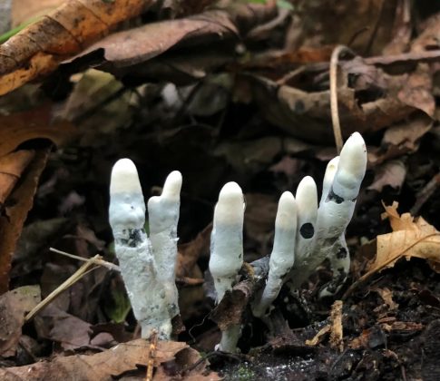 Fungo dedos de morto encontrados em um bosque na Floresta Estadual Savage River, nos Estados Unidos. (Crédito: Matt Kasson/Reprodução)