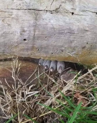 Cogumelo macabro: conheça o fungo que se parece com "dedos de cadáver" (Foto: SendMePeonies/Reddit)