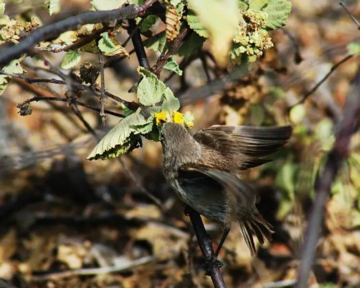 Essa espécie é encontrada nas Ilhas Galápagos (Foto: Reprodução/Wikimedia Commons)